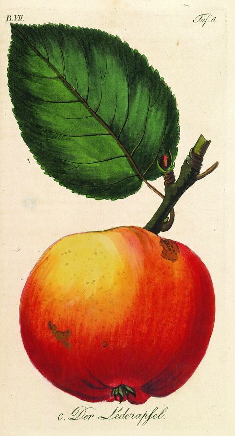 Johann Volckmar Sickler - Der teutsche Fruchtgarten. 8 Bde. 1816-29.
