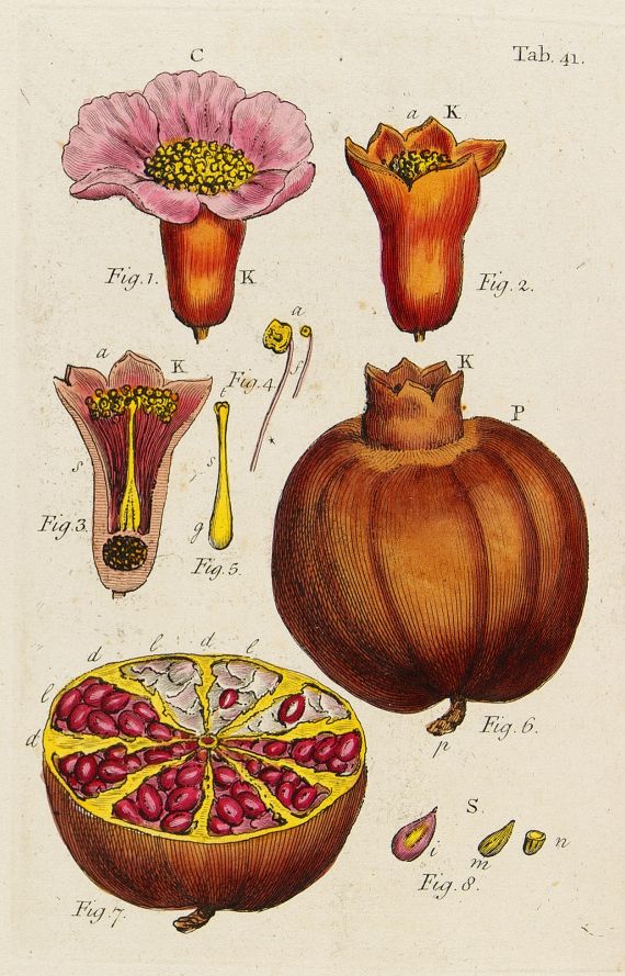 John Miller - Illustration of the sexual system of Linnaeus. 1794/89.