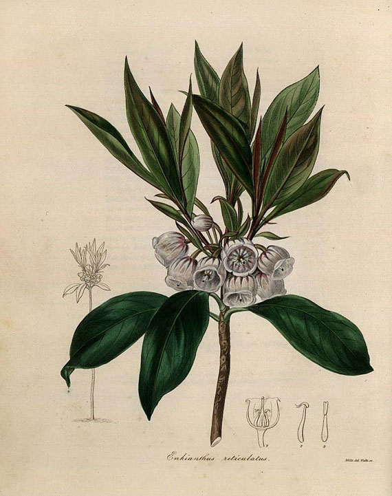 Benjamin Maund - Botanist. Bd. I. 1837-42.