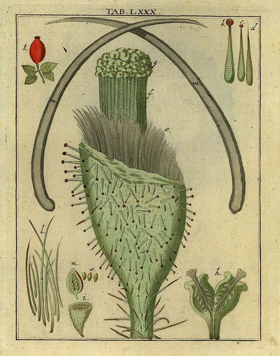 Ledermüller, M. F. - Amusemens microscopiques. 1766