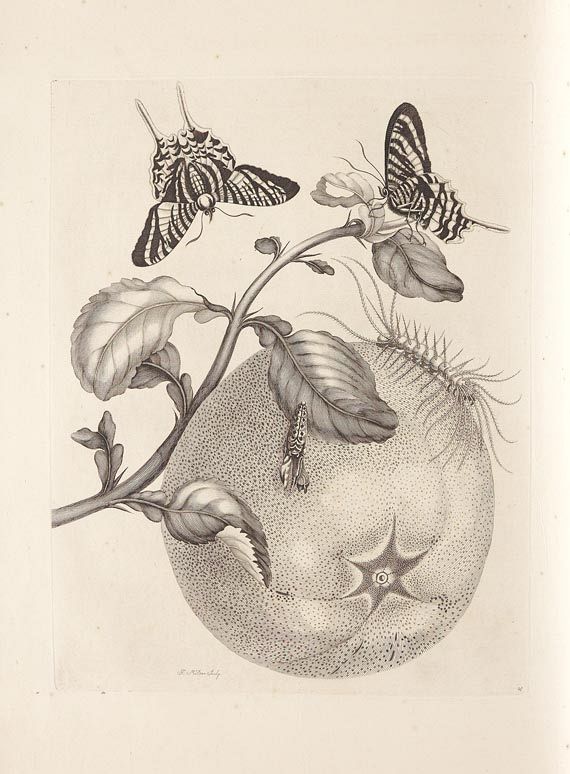 Maria Sibylla Merian - Surinaamsche Insecten. 1730