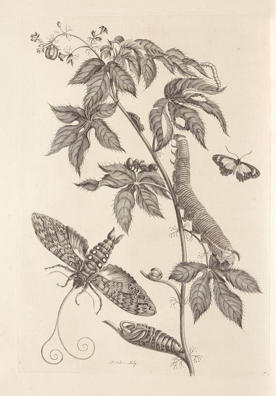 Maria Sibylla Merian - Surinaamsche Insecten. 1730