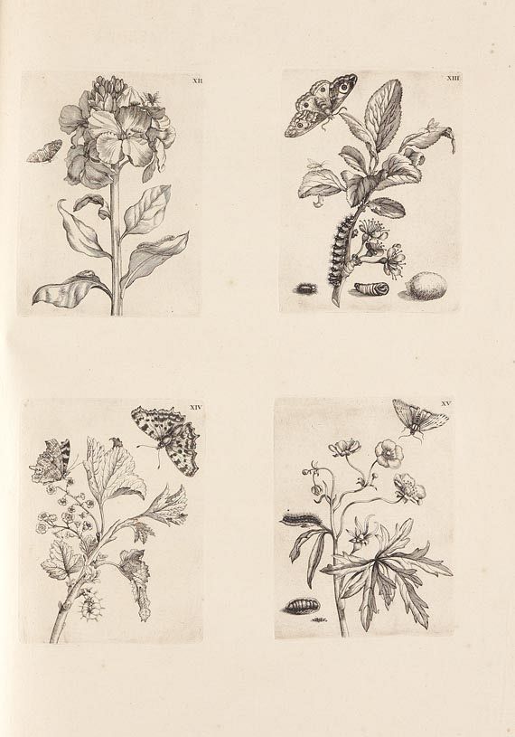 Maria Sibylla Merian - Surinaamsche Insecten. 1730