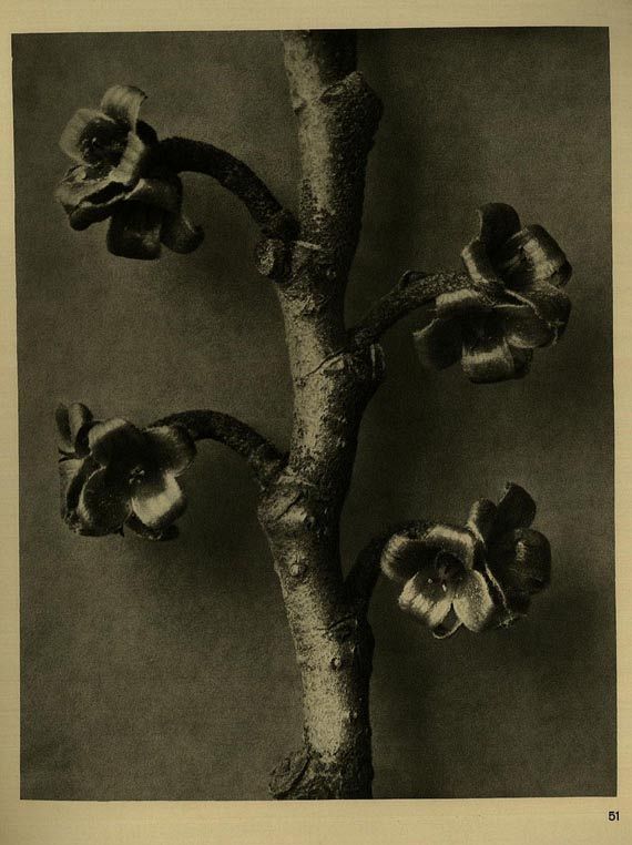 Karl Blossfeldt - Wundergarten der Natur. 1932.