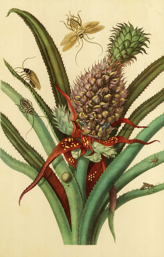  Faksimile - Merian, Maria Sibylla, Metamorphosis Insectorum