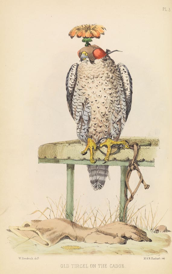 Francis Henry Salvin - Salvin, Francis Henry, Falconry, 1873 (Nr. 55)