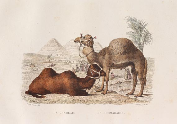 Georges Louis Leclerc comte de Buffon - Oeuvres complètes 8 Bde. 1844