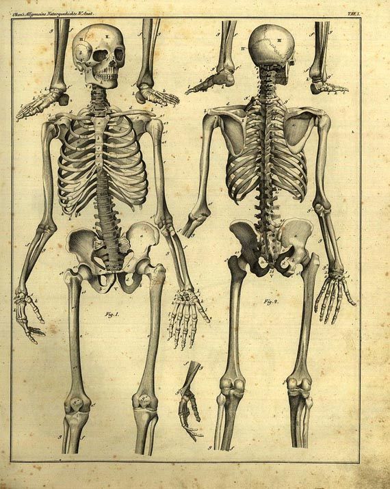 Lorenz Oken - Abbildungen zur allgemeinen Naturgeschichte. 1843.