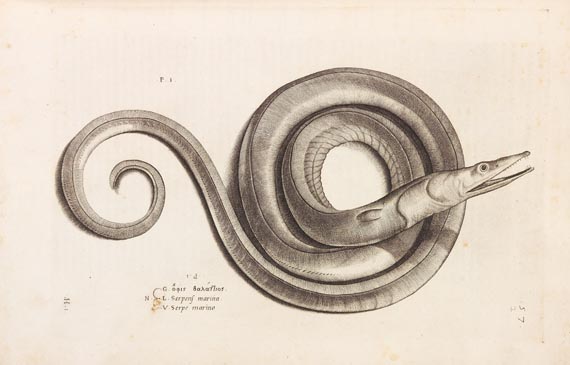 Ippolito Salviani - Aquatilium animalium (1554)