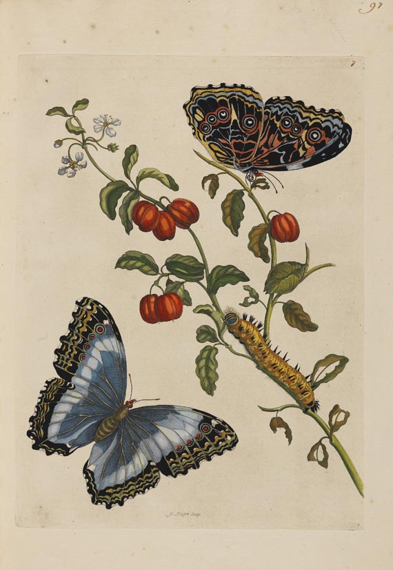 Maria Sibylla Merian - Surinaamsche Insecten. Amsterdam 1730.