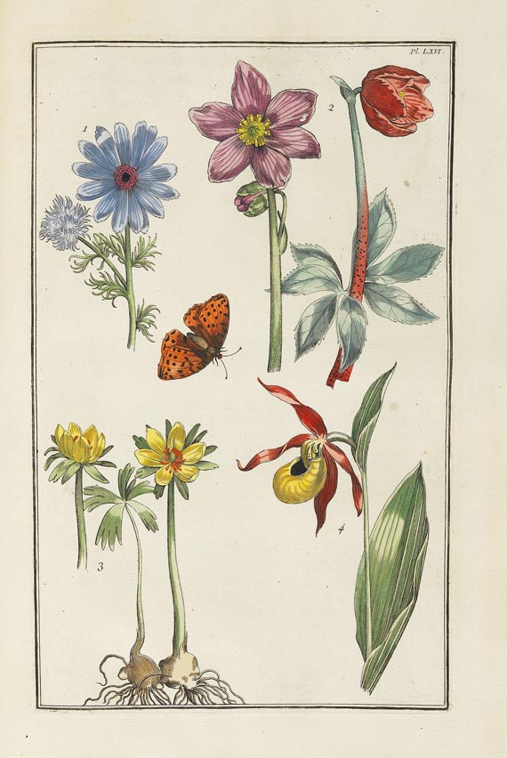 Maria Sibylla Merian - Histoire générale des insectes. 1771.
