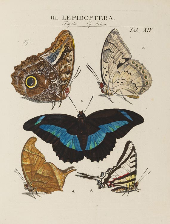 Johann Heinrich Sulzer - Abgekürzte Geschichte der Insekten. 1776.