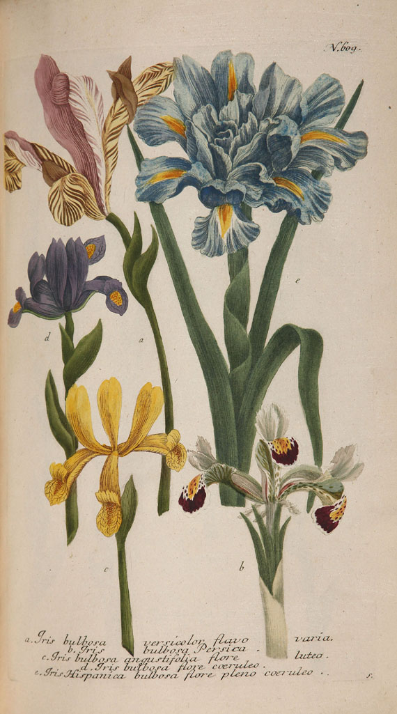 Johann Wilhelm Weinmann - Phytanthoza iconographia. 1737-45. 4 Bde. - 