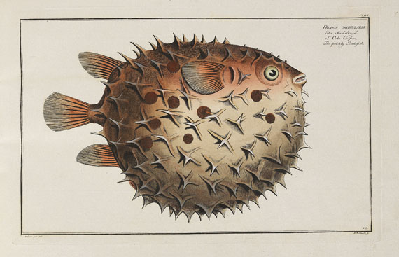 Marcus Elieser Bloch - Oecon. Naturgeschichte der Fische/d. ausländ. Fische. 5 Text- u. 4 Tafelbde. Zus. 9 Bde. 1782-87. - 