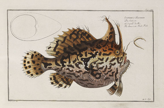 Marcus Elieser Bloch - Oecon. Naturgeschichte der Fische/d. ausländ. Fische. 5 Text- u. 4 Tafelbde. Zus. 9 Bde. 1782-87. - 