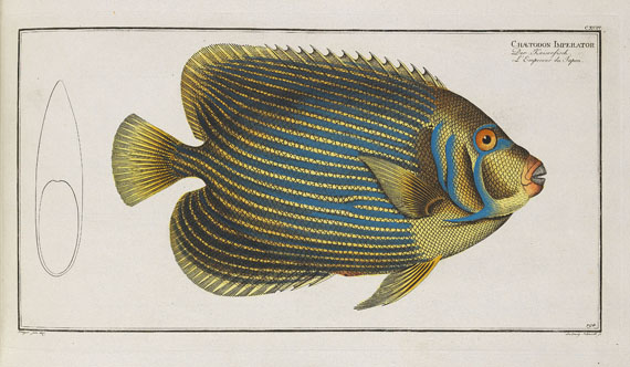 Marcus Elieser Bloch - Oecon. Naturgeschichte der Fische/d. ausländ. Fische. 5 Text- u. 4 Tafelbde. Zus. 9 Bde. 1782-87. - 