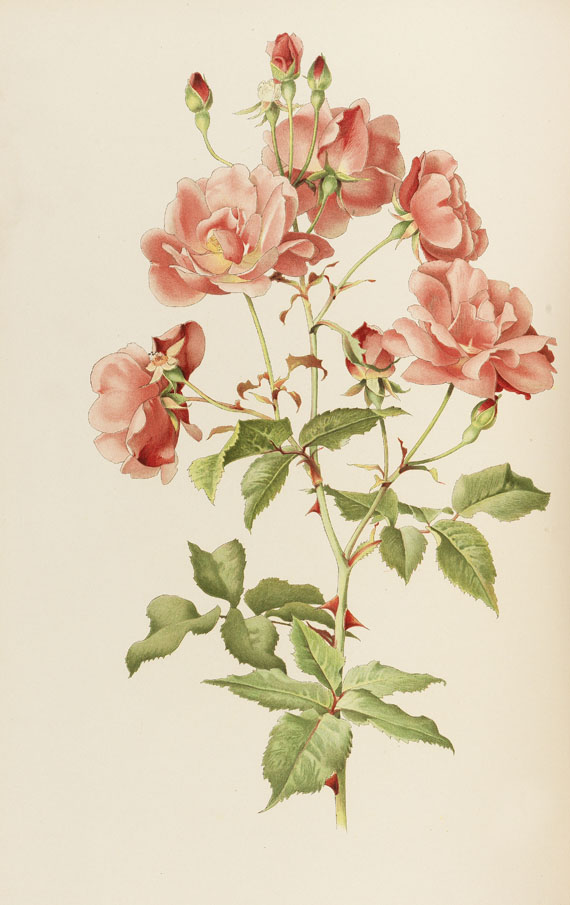   - The Genus Rosa. 2 Bde. 1914