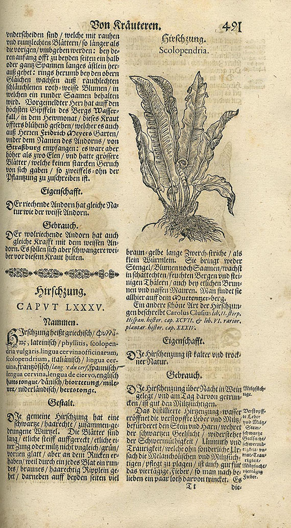 Pietro Andrea Mattioli - Neu vollkommenes Kräuter-Buch. 1678.