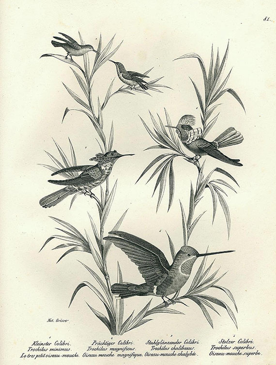 Heinrich Rudolf Schinz - Naturgeschichte der Vögel. 1830. 2 Bde.