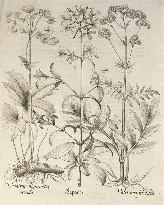  Blumen und Pflanzen - 2 Bll. Nelken und Saponaria. - 