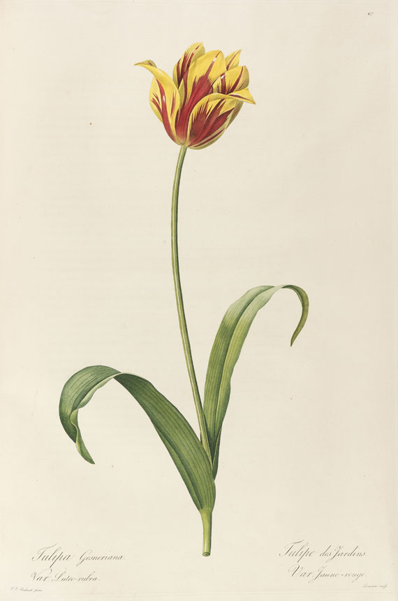 Pierre Joseph Redouté - Liliacées. 8 Bde. 1802-16. - 