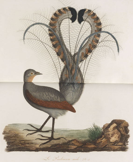 Jean Baptiste Audebert - Oiseaux dorés ou reflets métalliques. 1802. 2 Bde.. - 