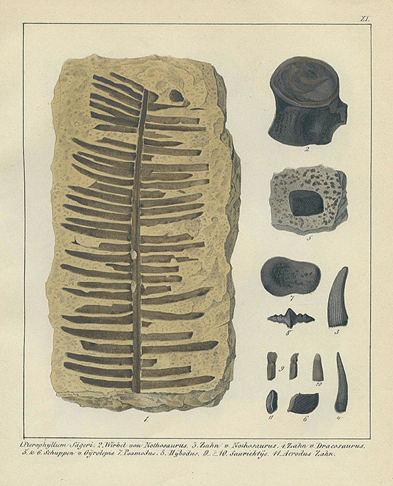 Schmidt, F. A. - Petrefacten-Buch. 1846.