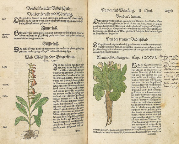 Hieronymus Bock - Kreuter Buch. 1560.