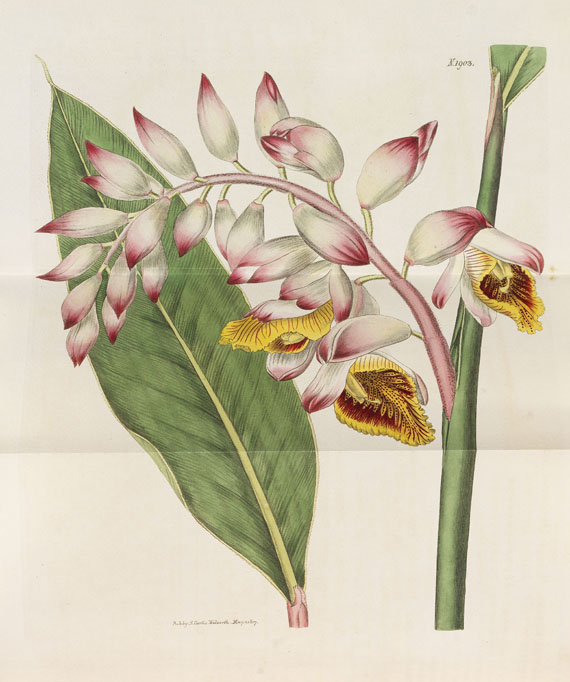 William Curtis - The Botanical Magazine. 46 Bde. 1787-1842.