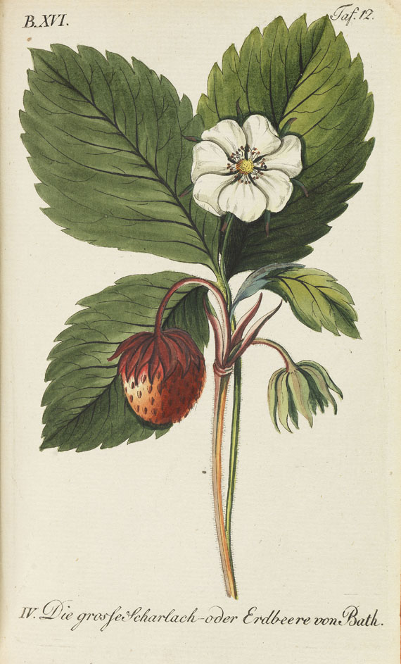 Johann Volckmar Sickler - Der teutsche Obstgärtner. 20 Bde. 1794 f.