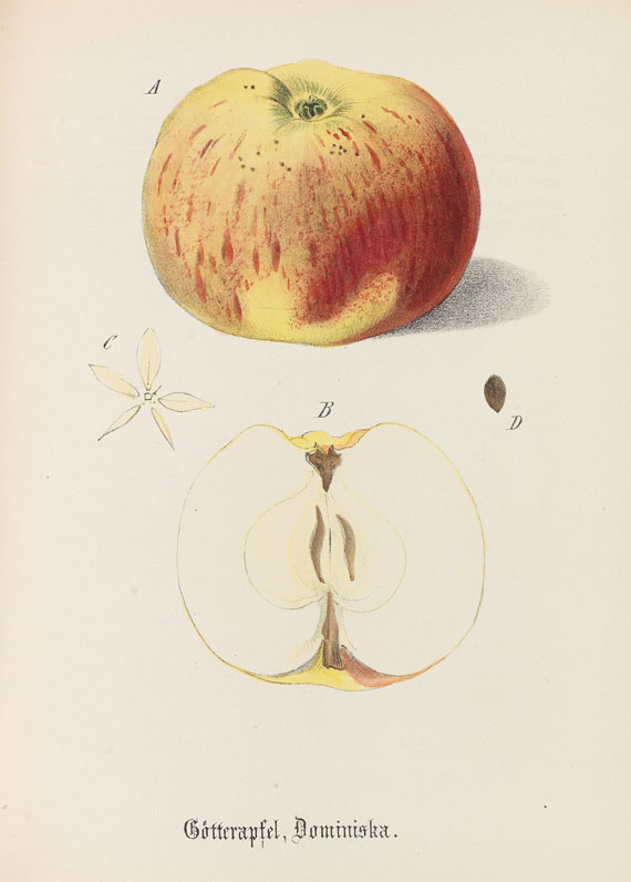 Deutsches Obstcabinet - Obstkabinett. 2 Bde. 1837-40