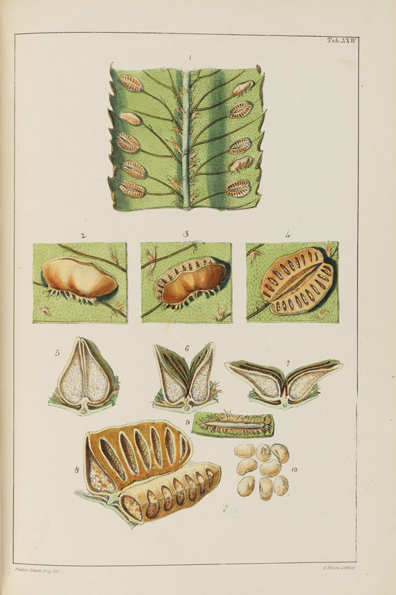 William Jackson Hooker - The Genera of Ferns