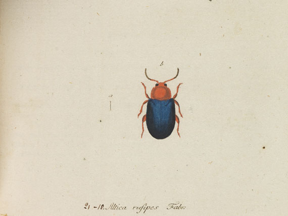 Georg Wolfgang Franz Panzer - Faunae Insectorum. 2 Bde.  - Sturm, Deutschlands Insekten. 3 Bde.