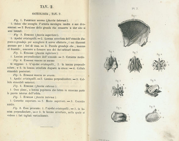 Anatomie - Konvolut Anatomie. 12 Bde.