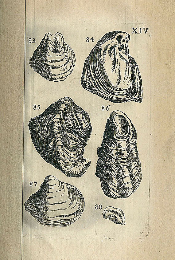 Fossilien - Fossilien. 11 Bde.