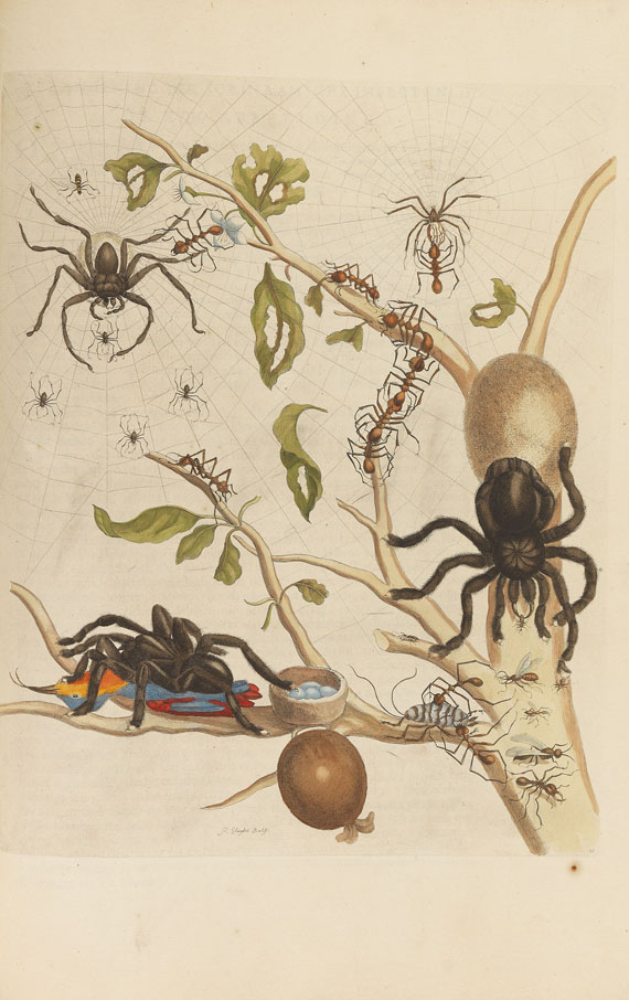 Maria Sibylla Merian - Surinaamsche Insecten. Amsterdam 1730