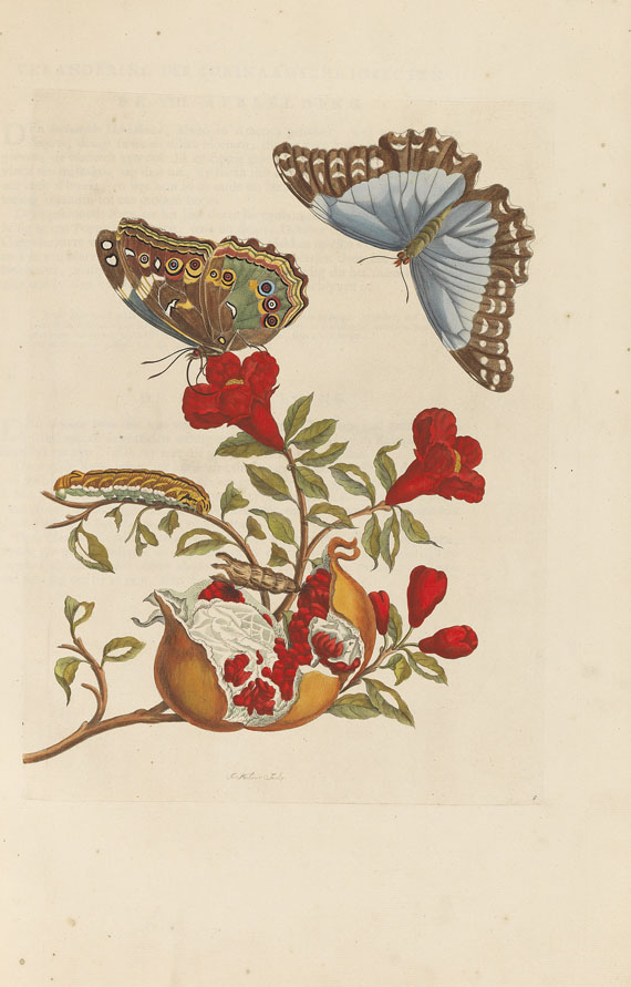 Maria Sibylla Merian - Surinaamsche Insecten. Amsterdam 1730