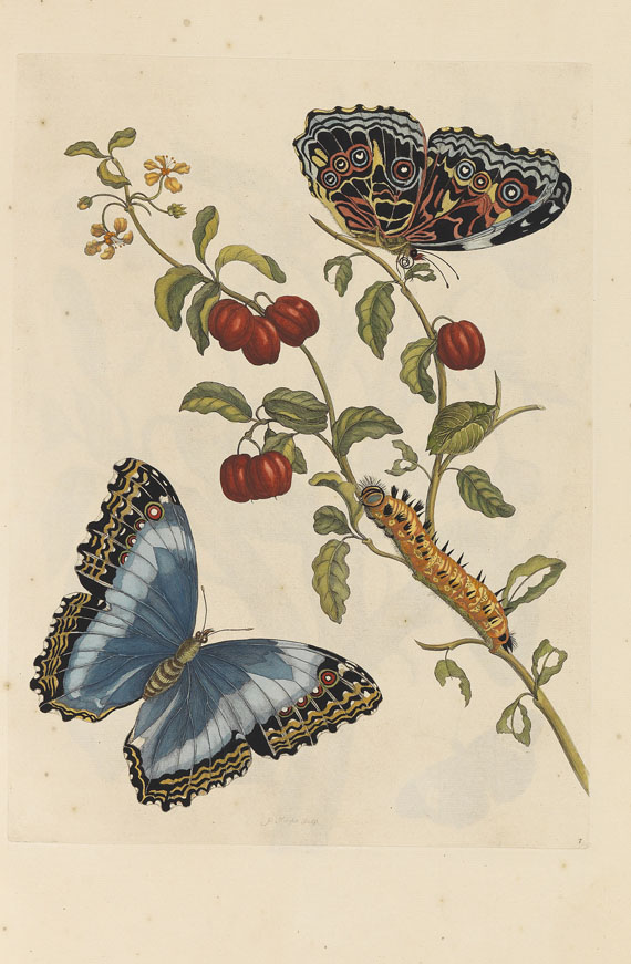 Maria Sibylla Merian - Surinaamsche Insecten. Amsterdam 1730 - 