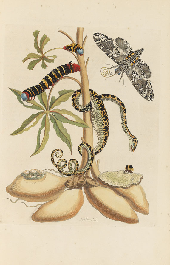 Maria Sibylla Merian - Surinaamsche Insecten. Amsterdam 1730