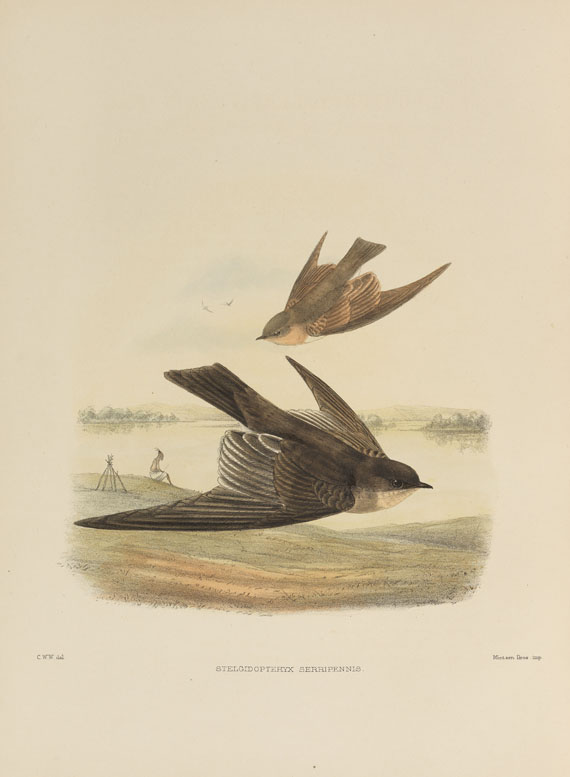 Richard Bowdler Sharpe - Hirundinidae