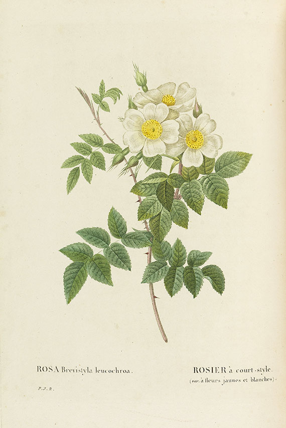 Pierre Joseph Redouté - Les Roses, 3 Bde. 2. Oktavausgabe 1828-29. - 