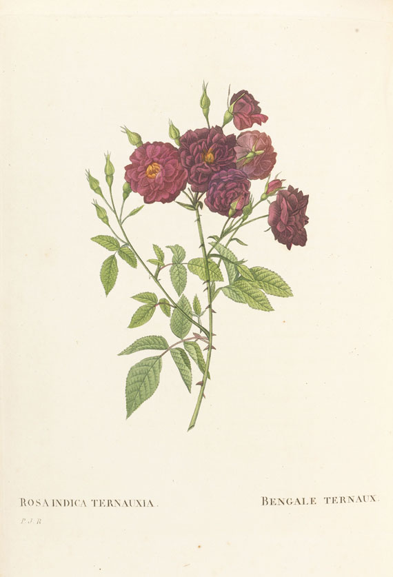 Pierre Joseph Redouté - Les Roses, 3 Bde. 2. Oktavausgabe 1828-29. - 