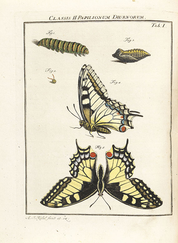 August Johann Rösel von Rosenhof - Insecten-Belustigung, 4 Bde., dazu Kleemann, Beyträge zur Naturgeschichte, 2 Bde. in 1, zusammen 5 Bde. - 