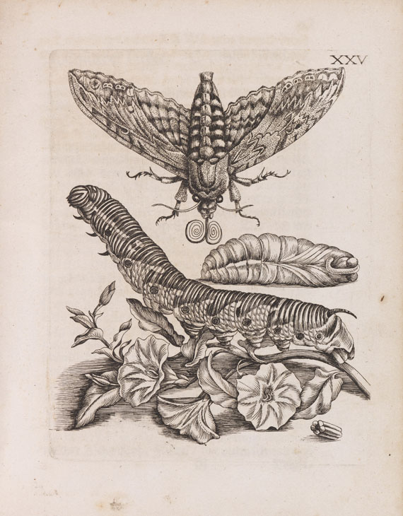 Maria Sibylla Merian - Der Raupen Verwandelung - 