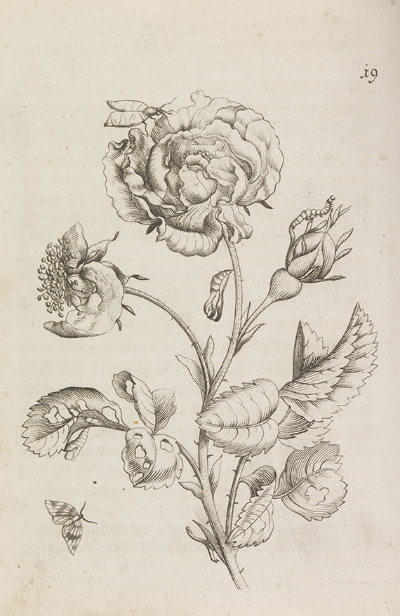 Maria Sibylla Merian - Der Raupen wunderbare Verwandelung