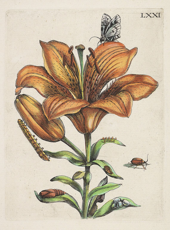 Maria Sibylla Merian - 68 Bll. aus den "europischen Insecten", 1 Beigabe