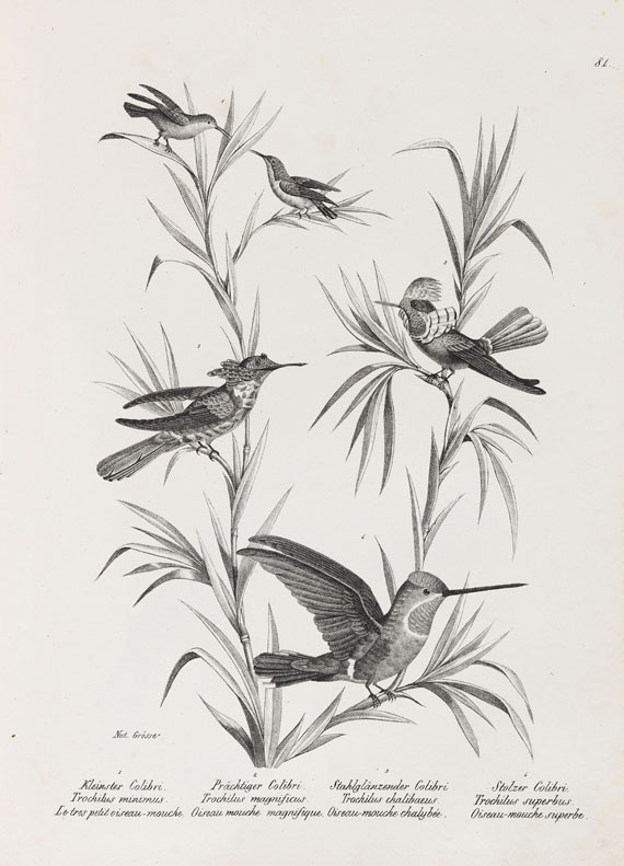Heinrich Rudolf Schinz - Naturgeschichte der Vögel. 2 Bde. - 