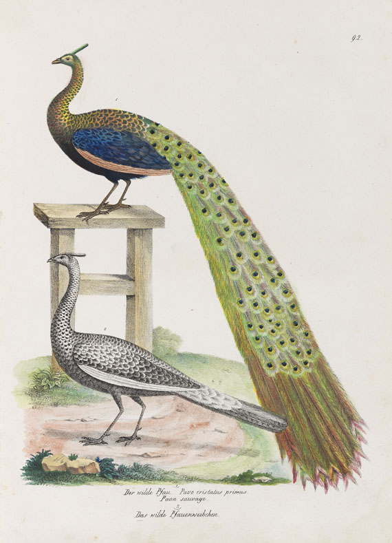 Heinrich Rudolf Schinz - Naturgeschichte der Vögel. 2 Bde. - 