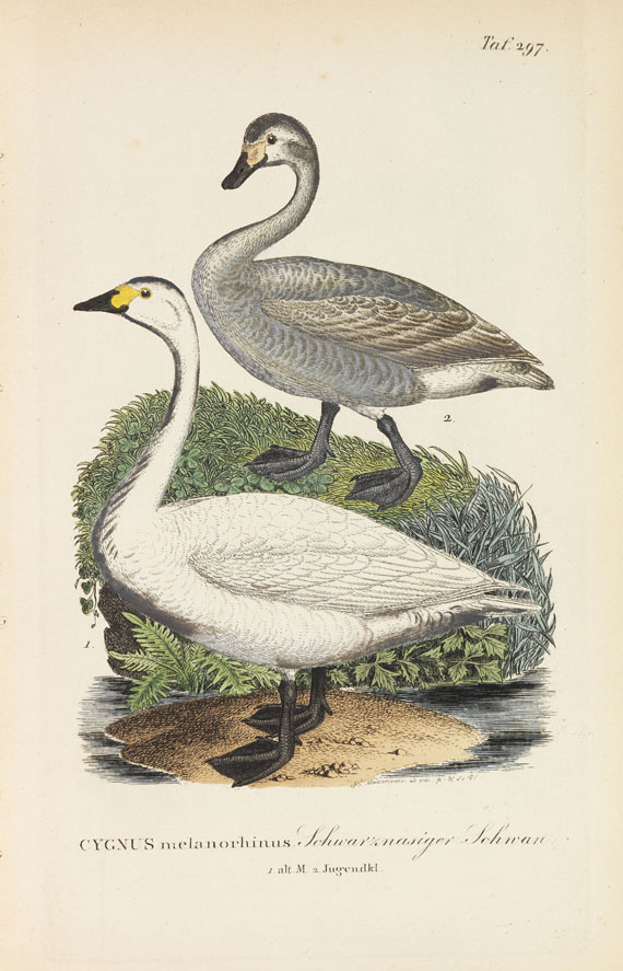 Johann Andreas Naumann - Naumanns Naturgeschichte der Vögel. 15 Bände - 