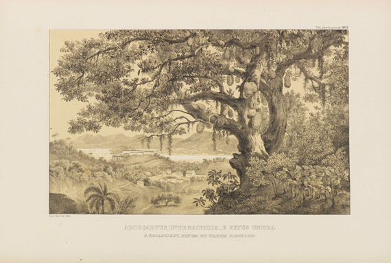 Carl Friedrich Philipp von Martius - Tabulae vegetationis in Brasilia